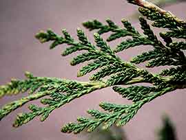 Thuja Essential Oil for Warts